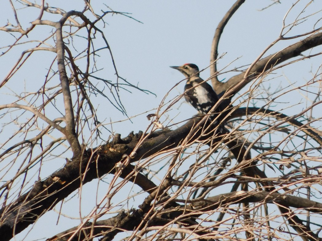 Syrian Woodpecker