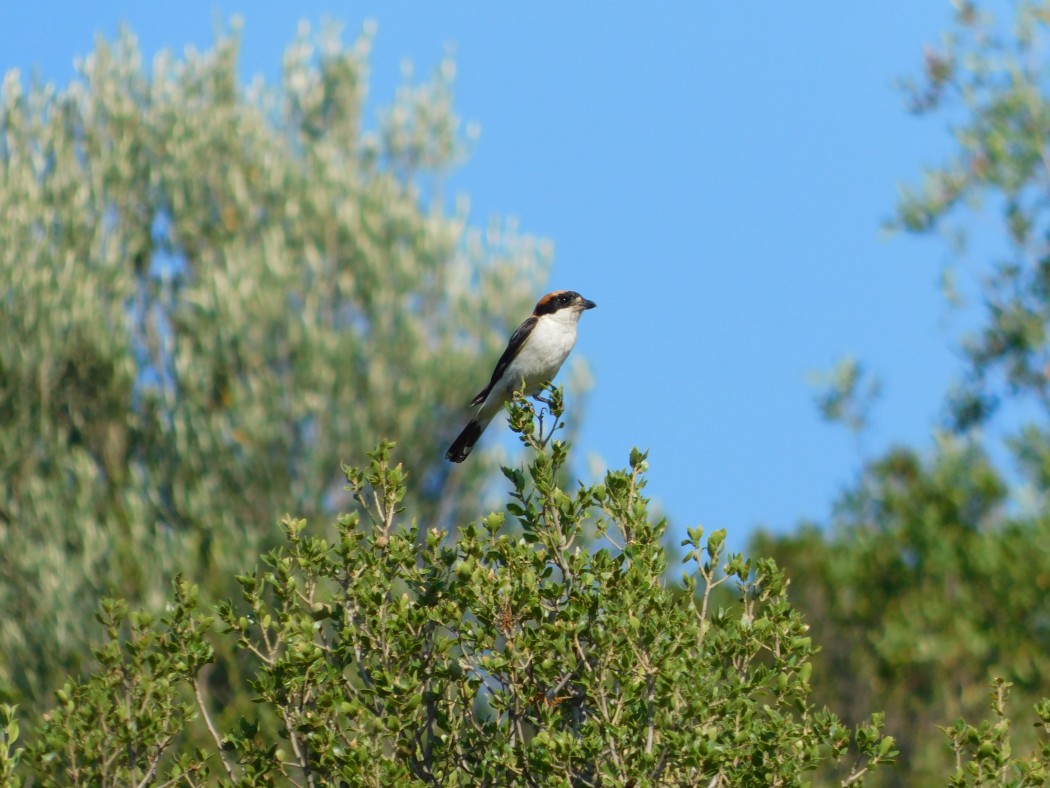 Woodchat Shrike