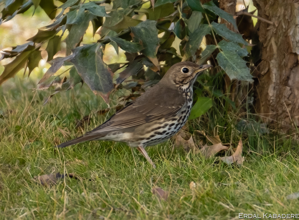 Song Thrush