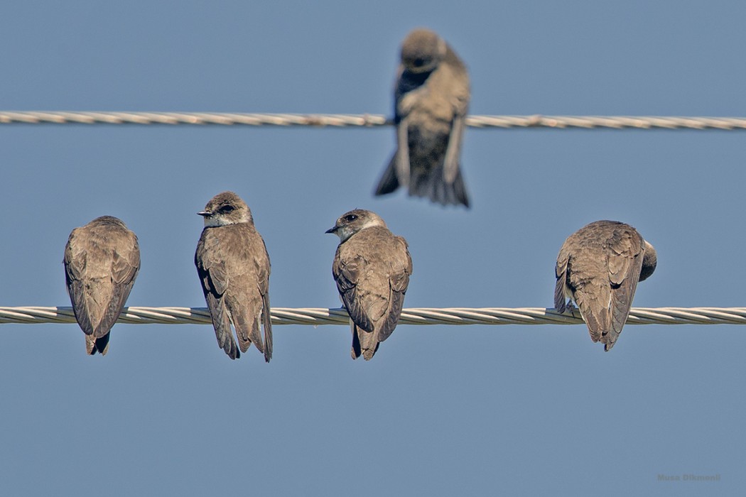 Kum Kırlangıcı