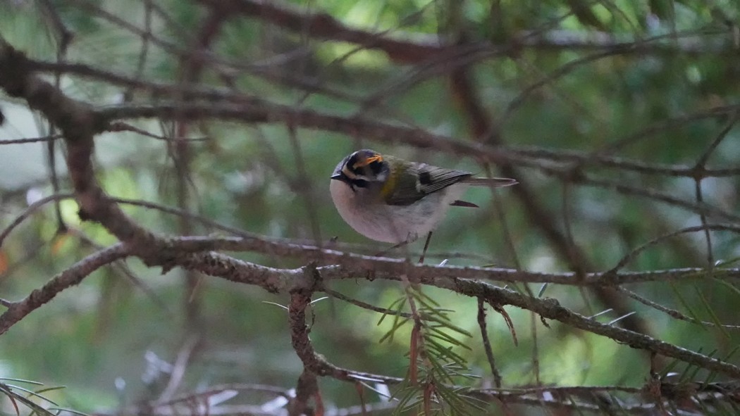 Common Firecrest
