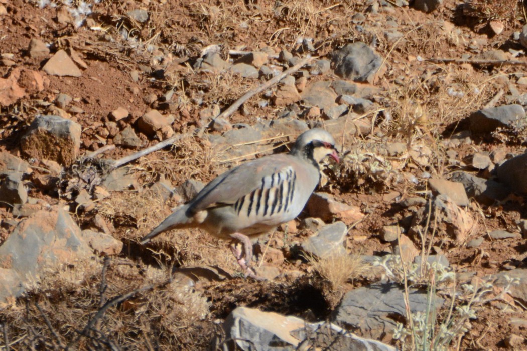 Chukar Partridge