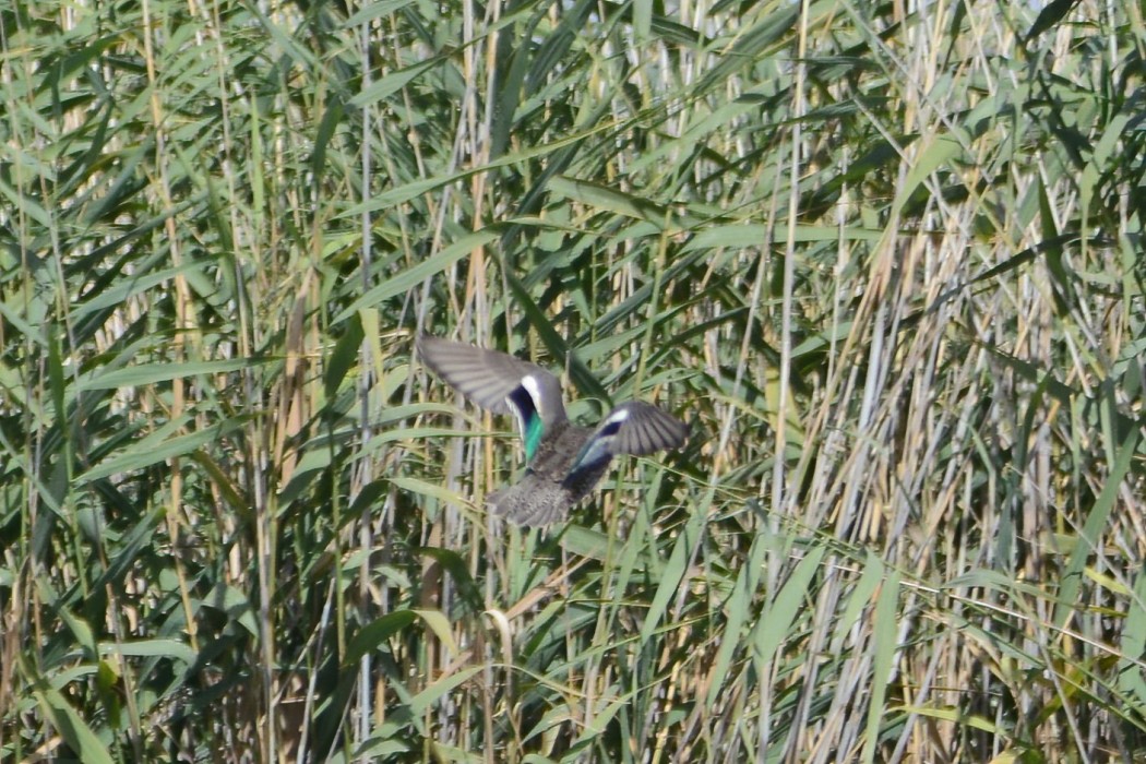 Eurasian Teal