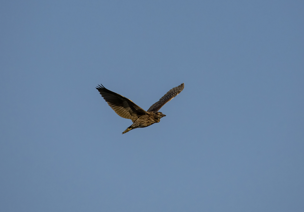 Black-crowned Night Heron