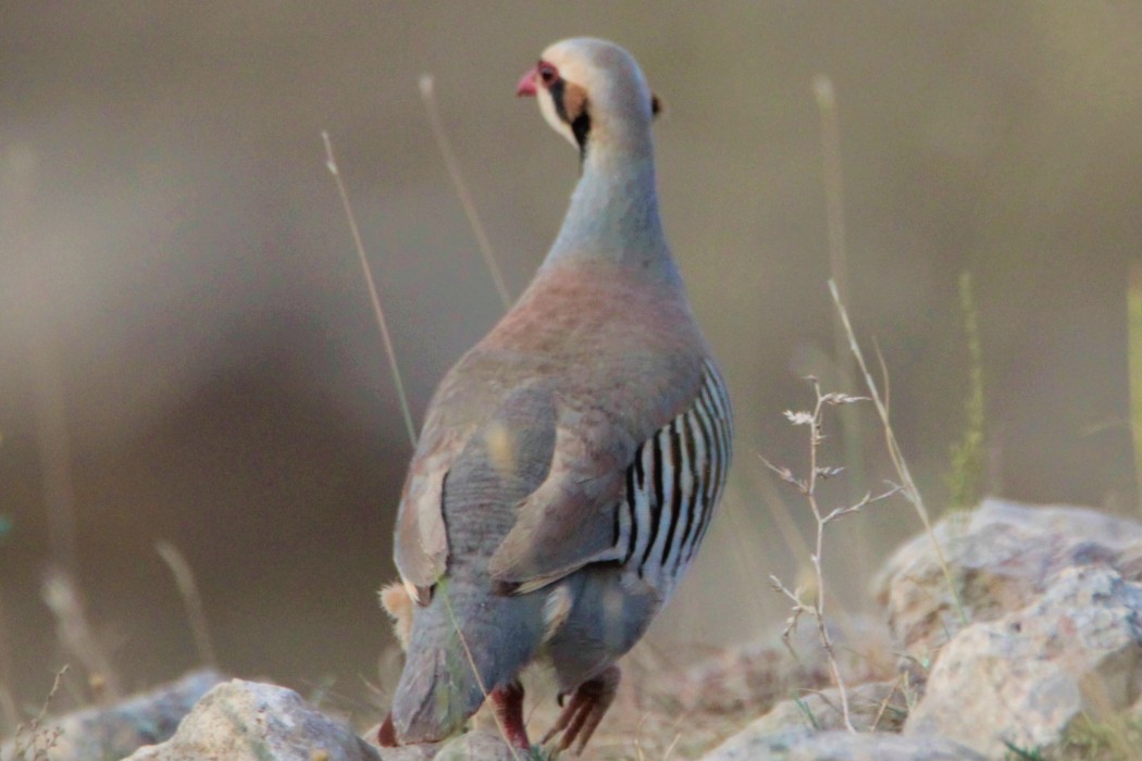 Chukar Partridge