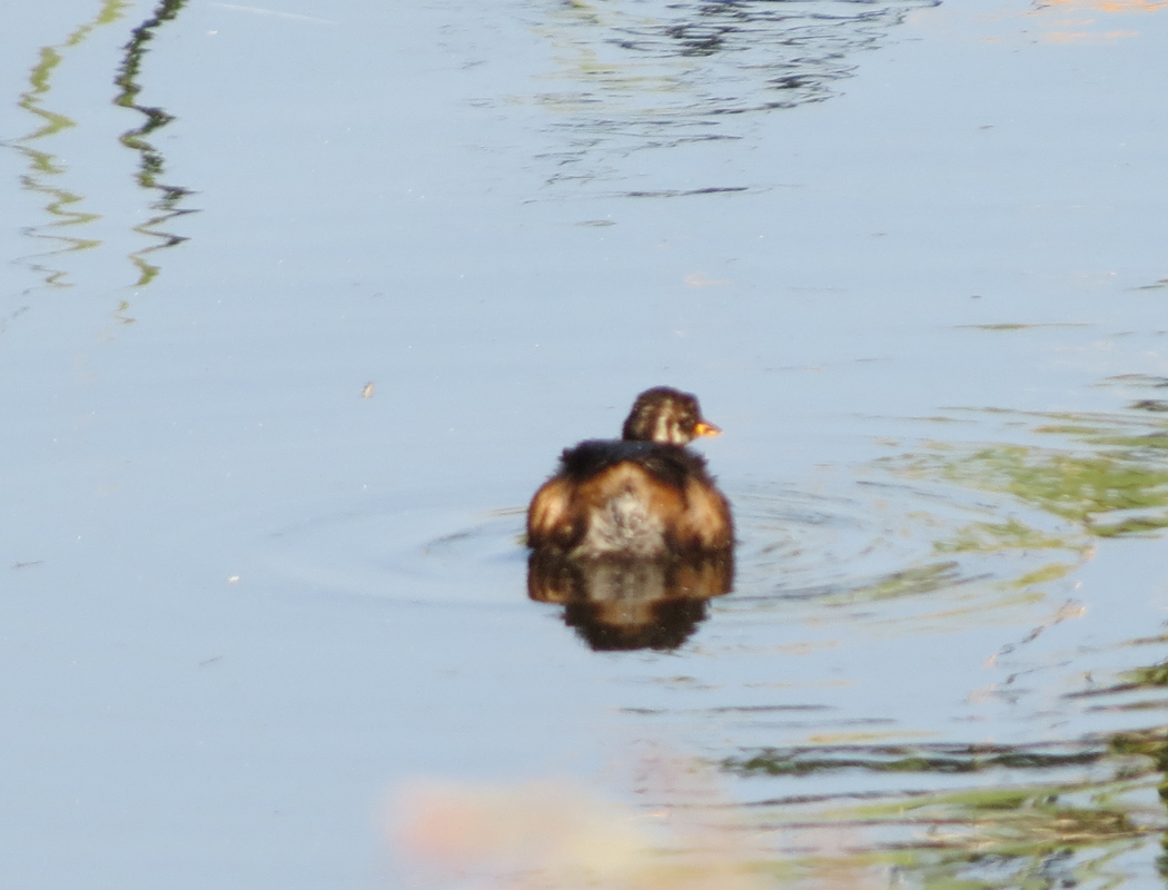 Little Grebe