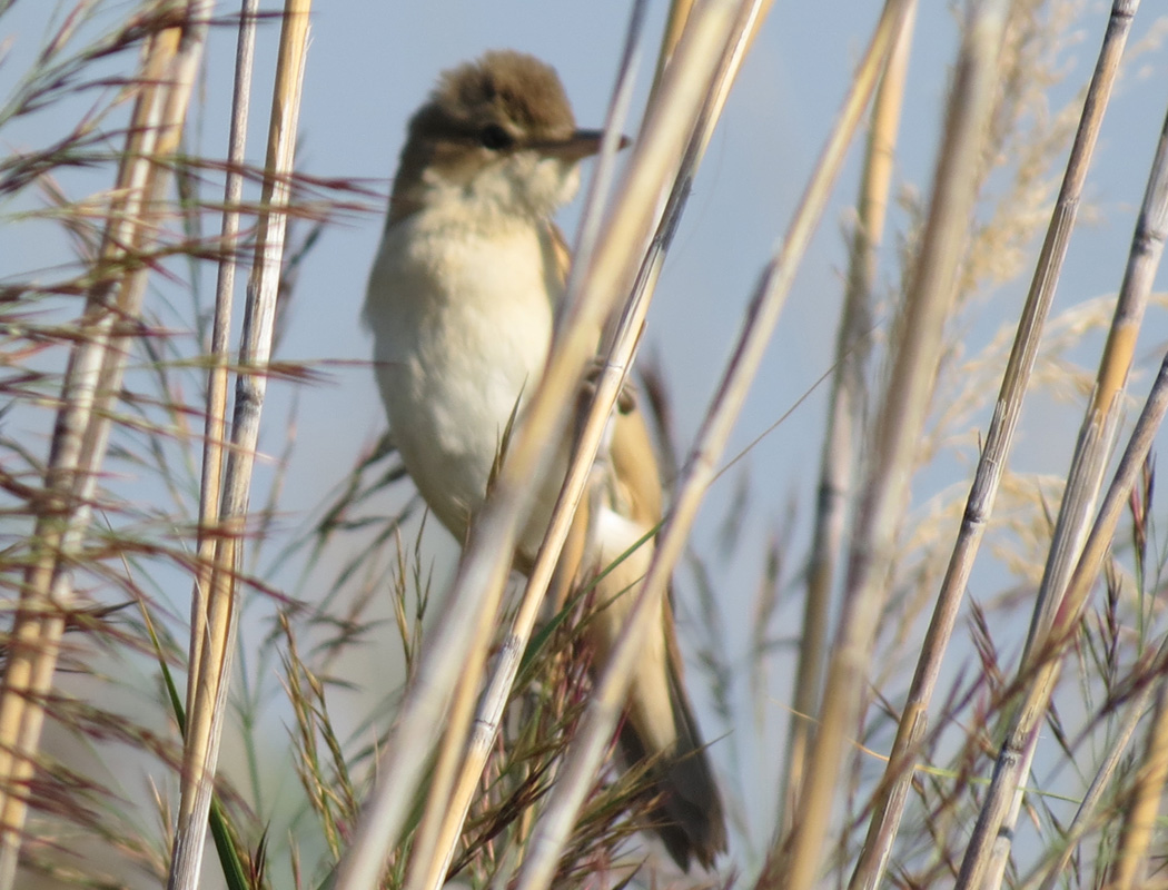 Great Reed Warbler