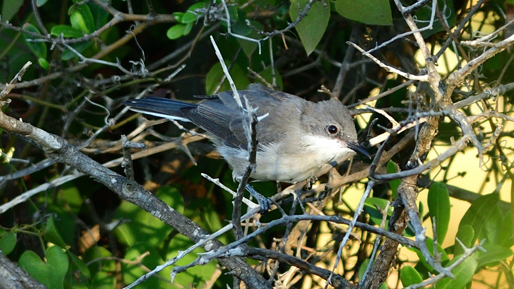 Eastern Orphean Warbler