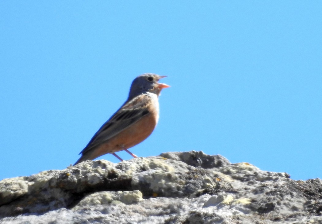 Ortolan Bunting