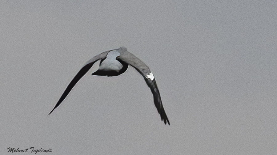 Common Wood Pigeon