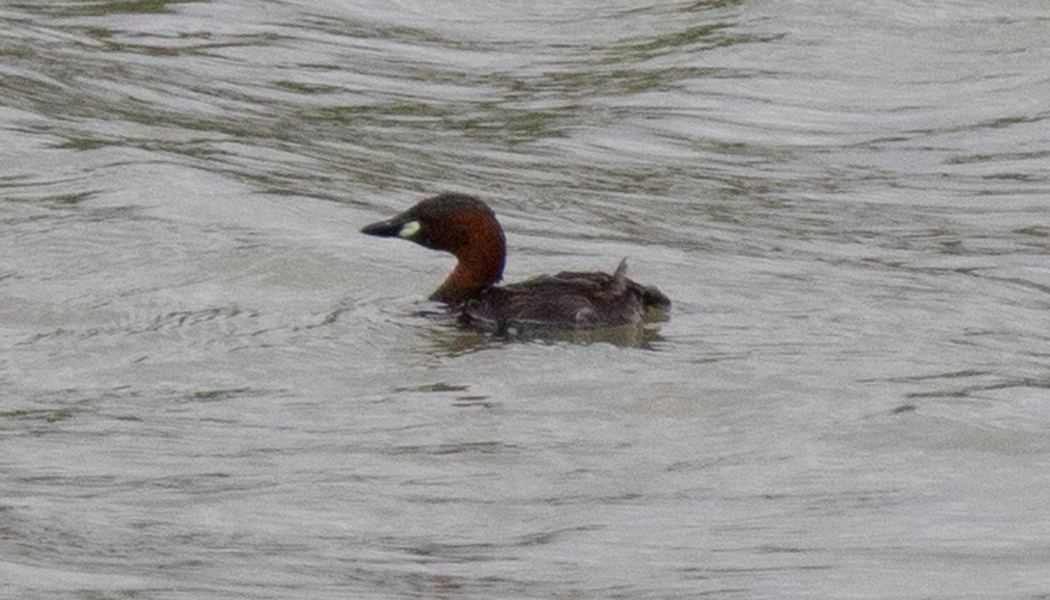 Little Grebe