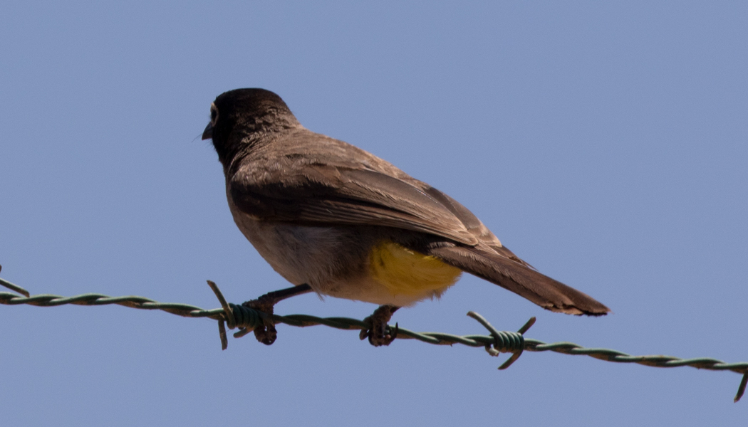 White-spectacled Bulbul
