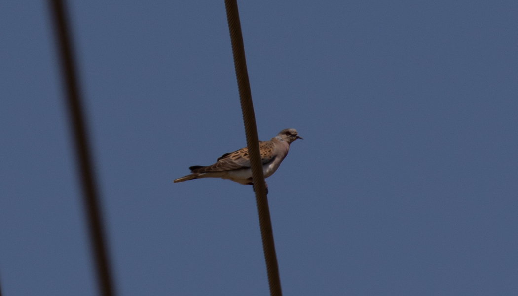 European Turtle Dove