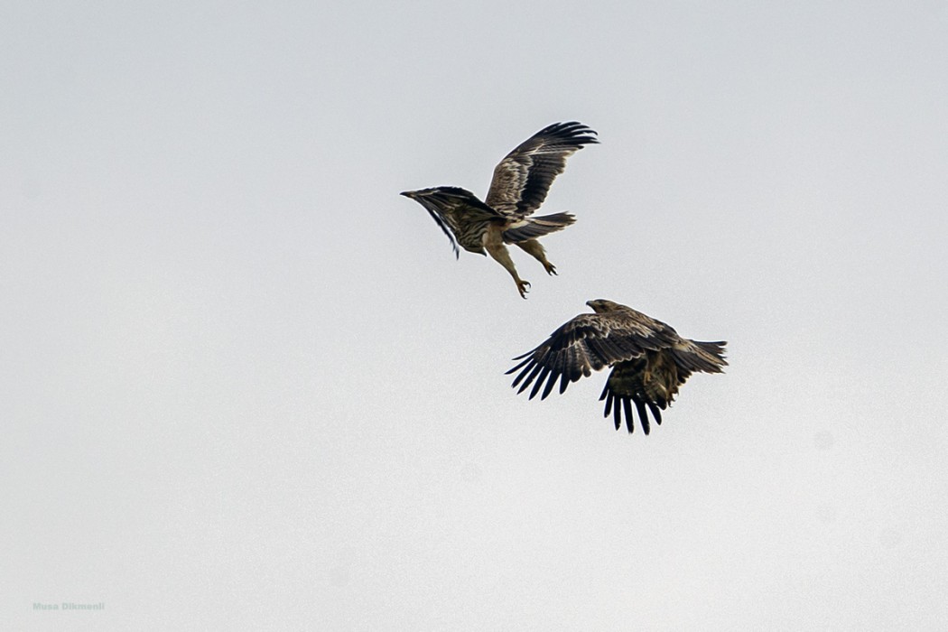 Eastern Imperial Eagle