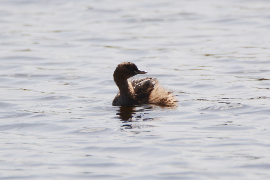 Little Grebe