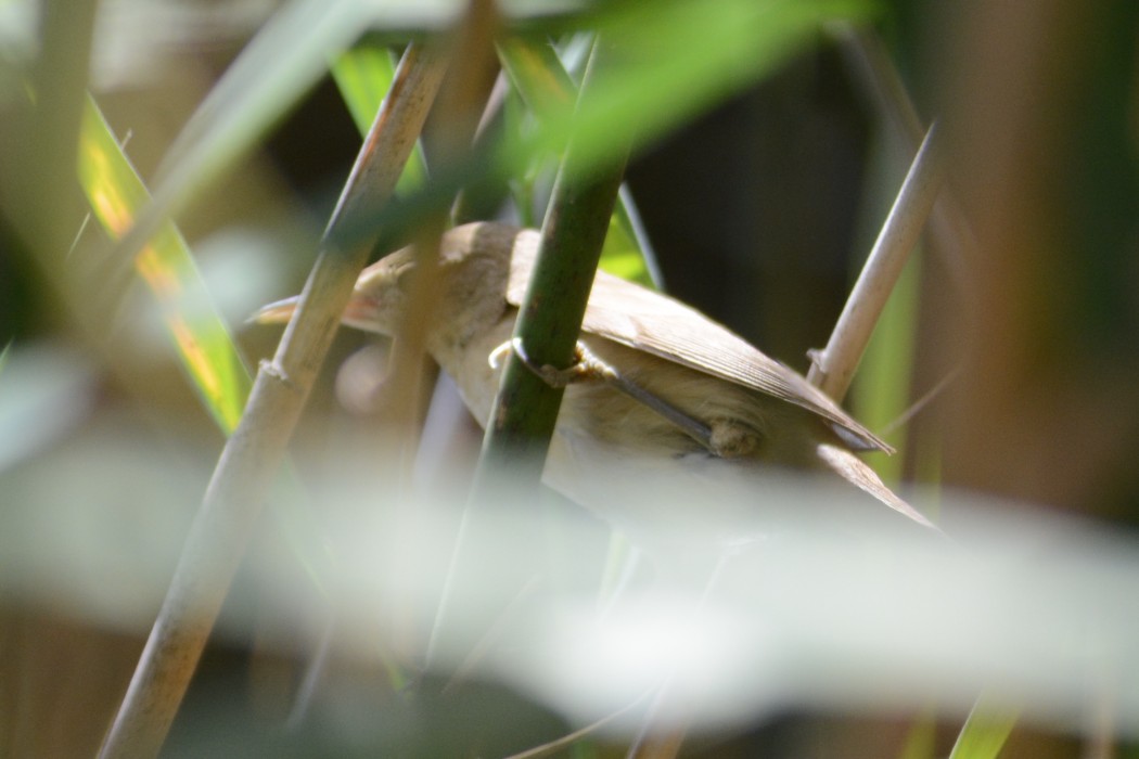 Great Reed Warbler