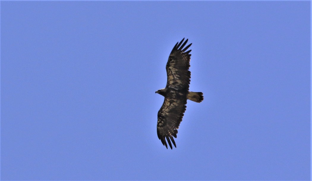 Eastern Imperial Eagle
