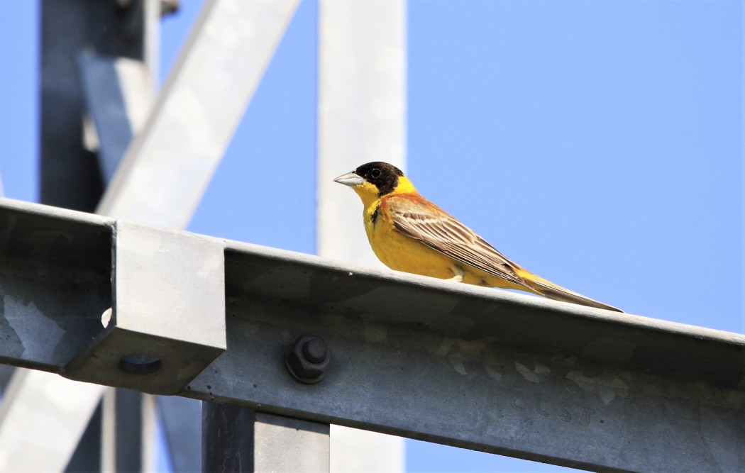 Black-headed Bunting