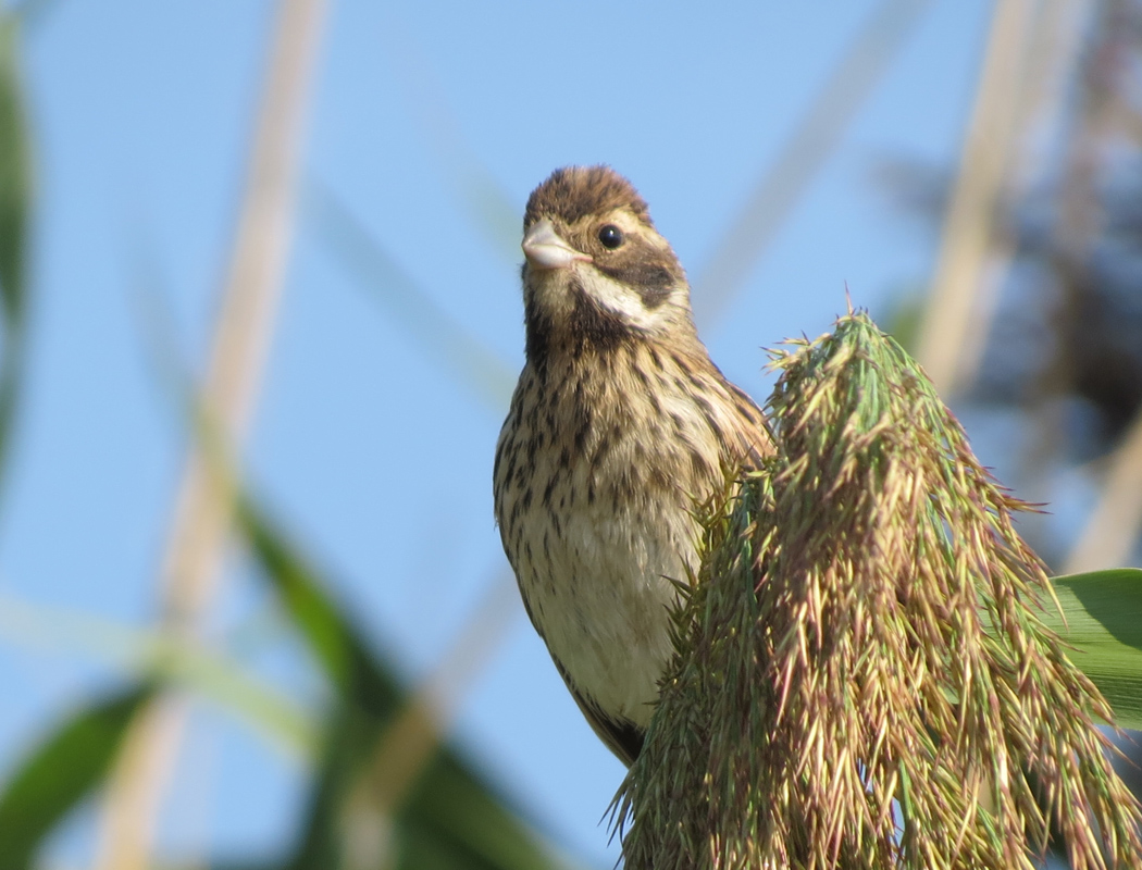 Common Reed Bunting