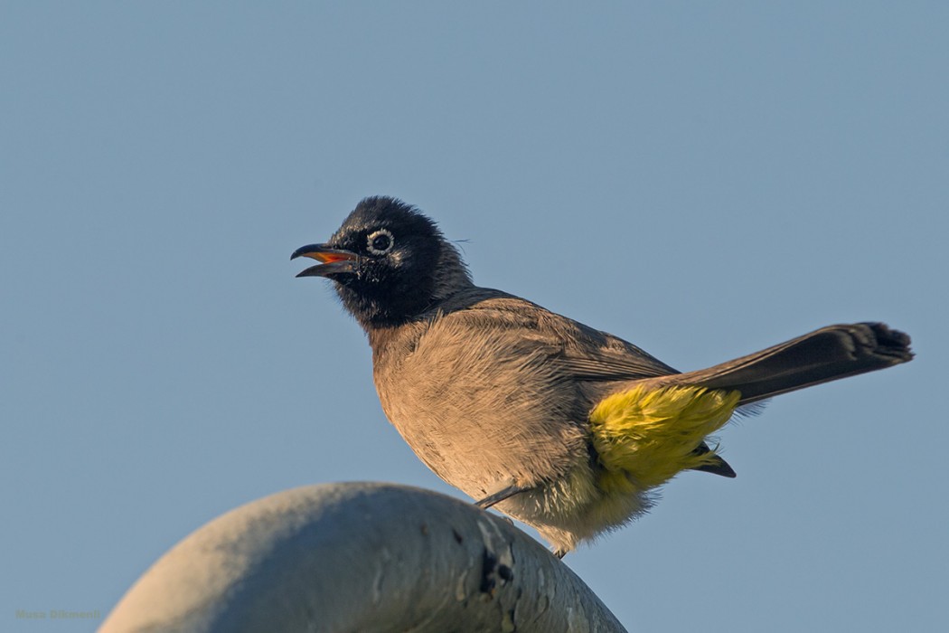 White-spectacled Bulbul