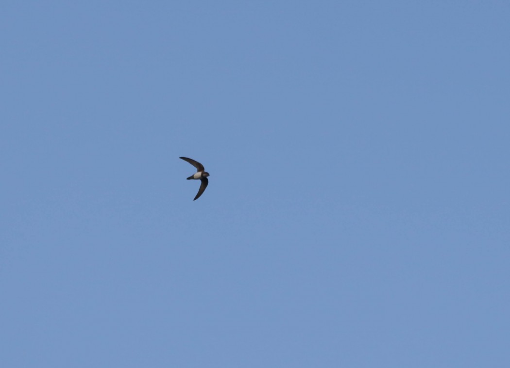 Alpine Swift
