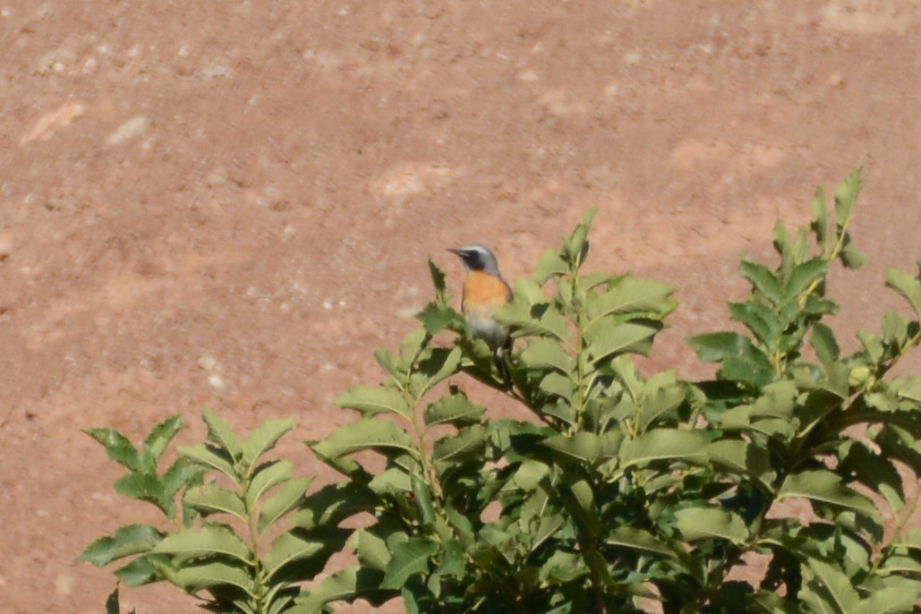 White-throated Robin