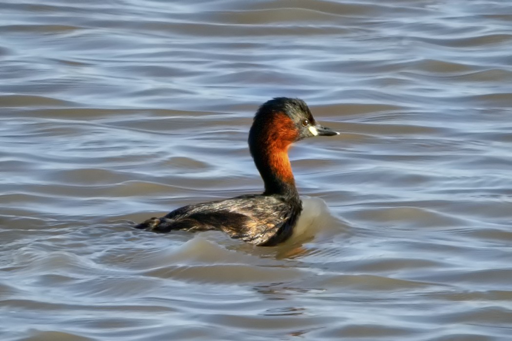 Little Grebe