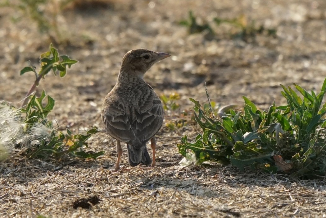 Greater Short-toed Lark