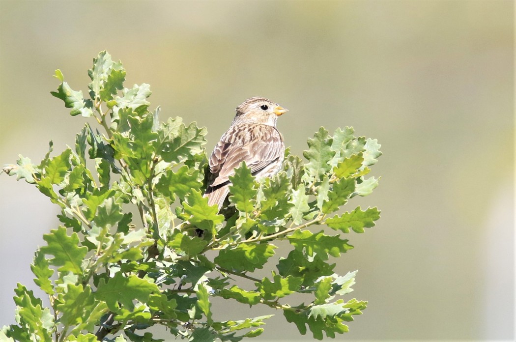 Corn Bunting
