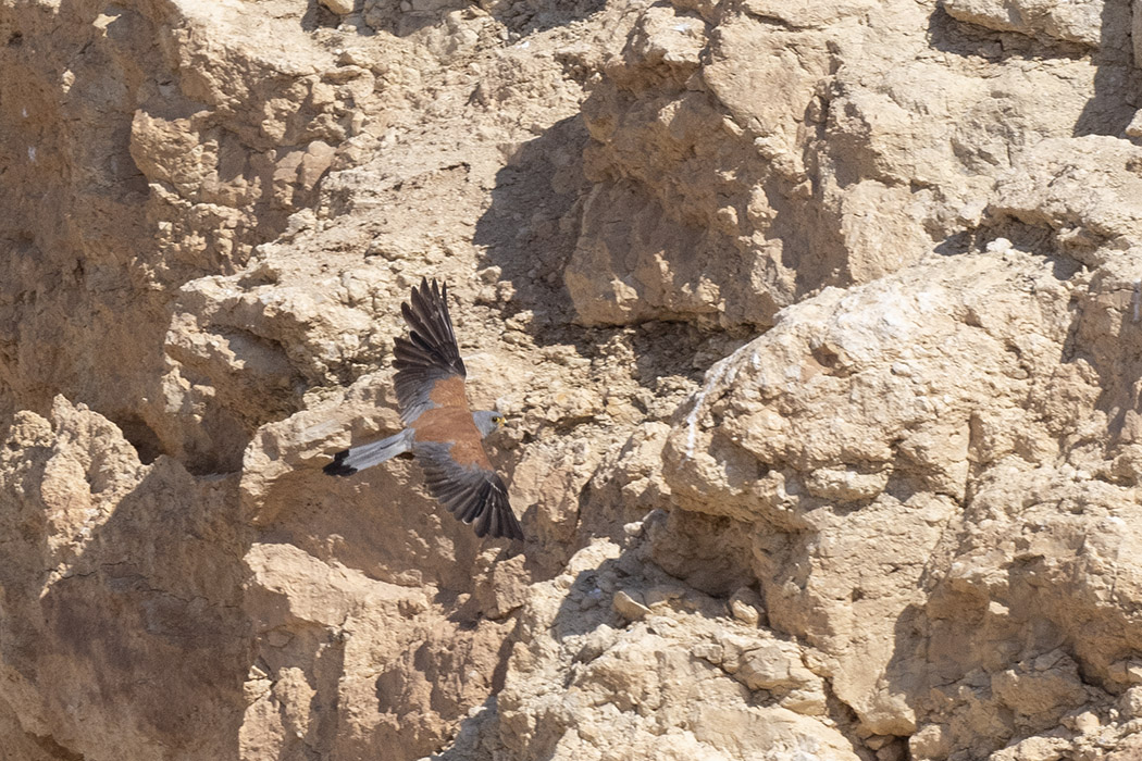 Lesser Kestrel