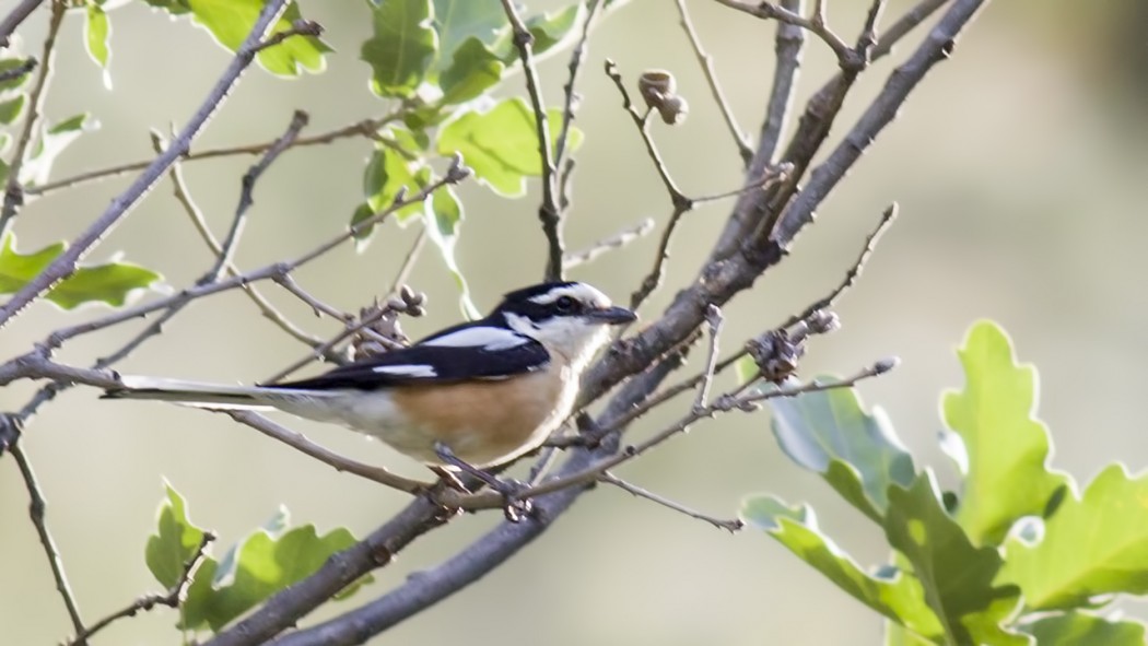 Masked Shrike