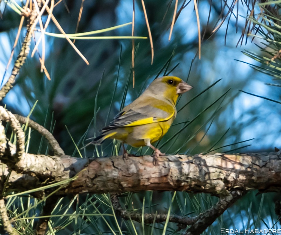 European Greenfinch