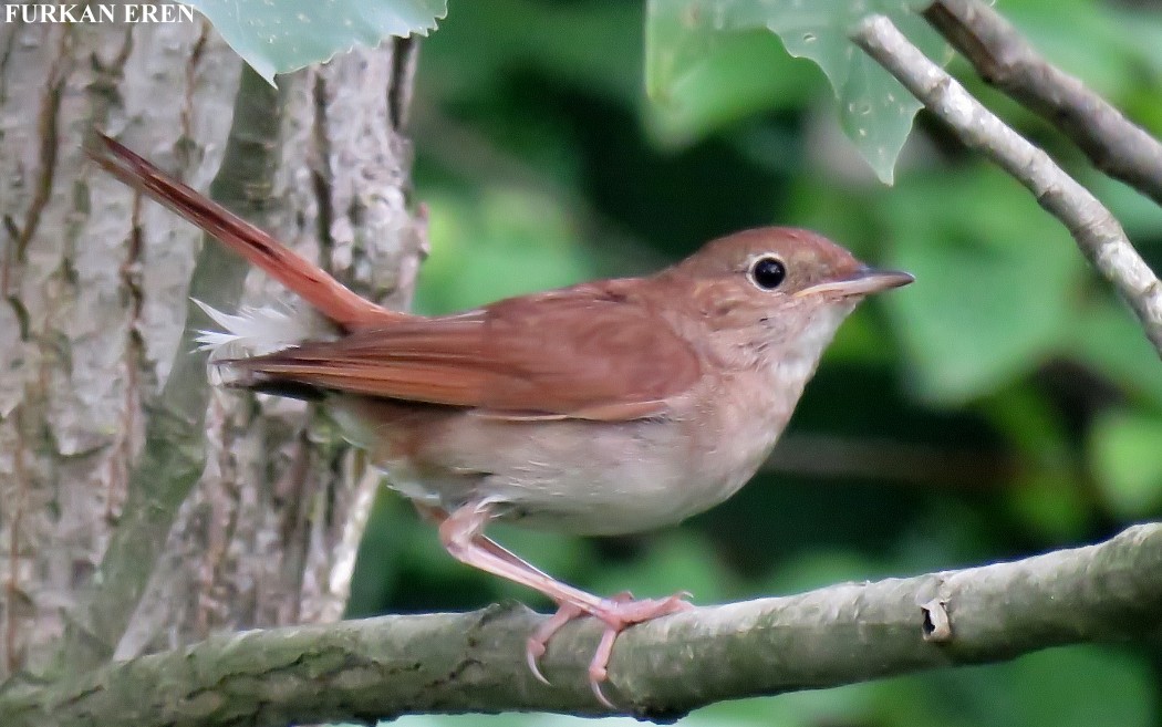 Common Nightingale