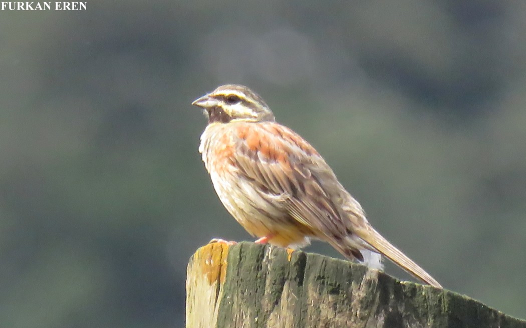 Cirl Bunting
