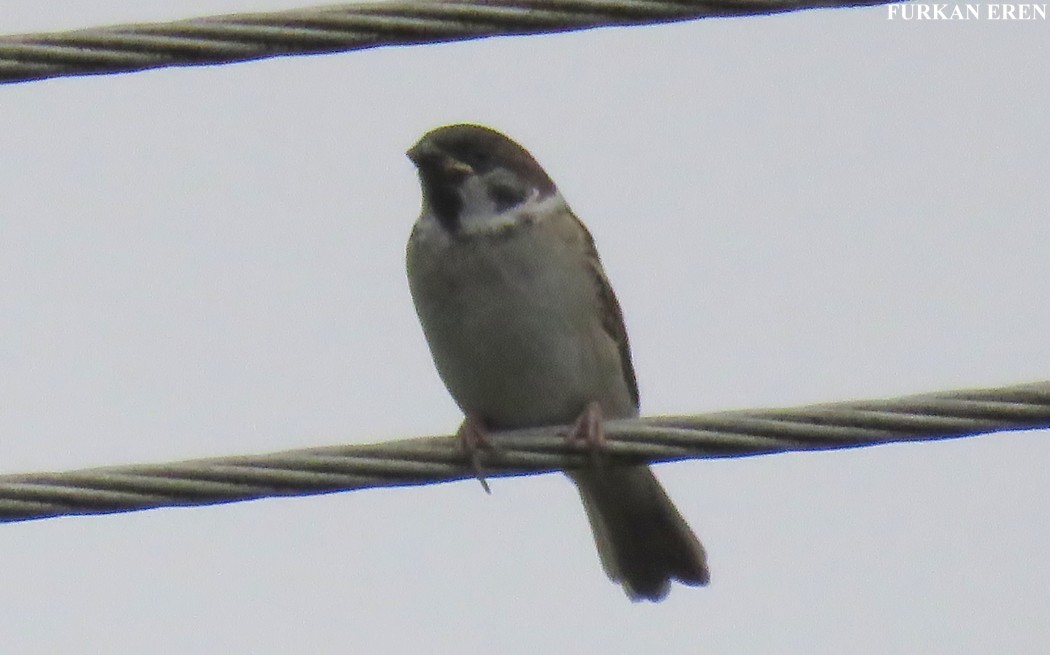Eurasian Tree Sparrow