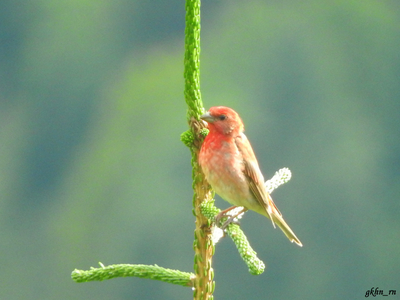Common Rosefinch