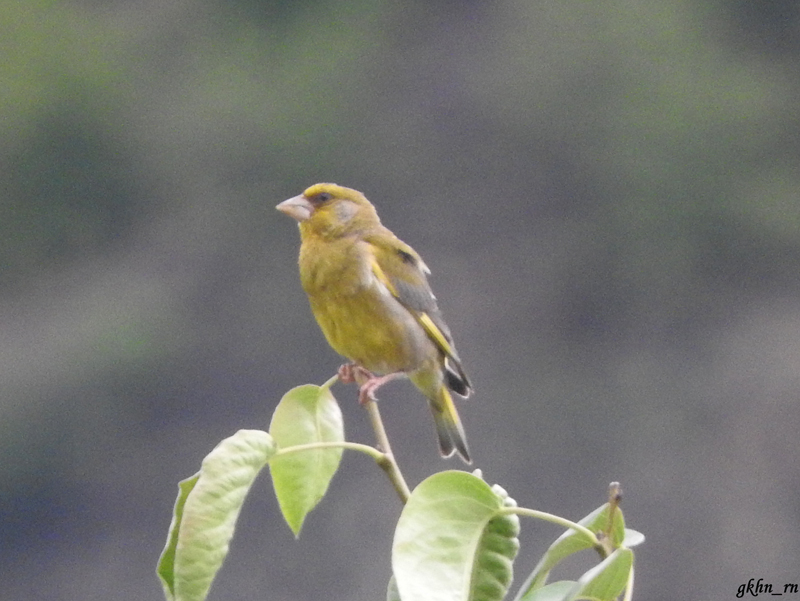 European Greenfinch