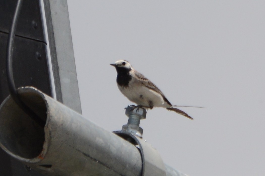White Wagtail