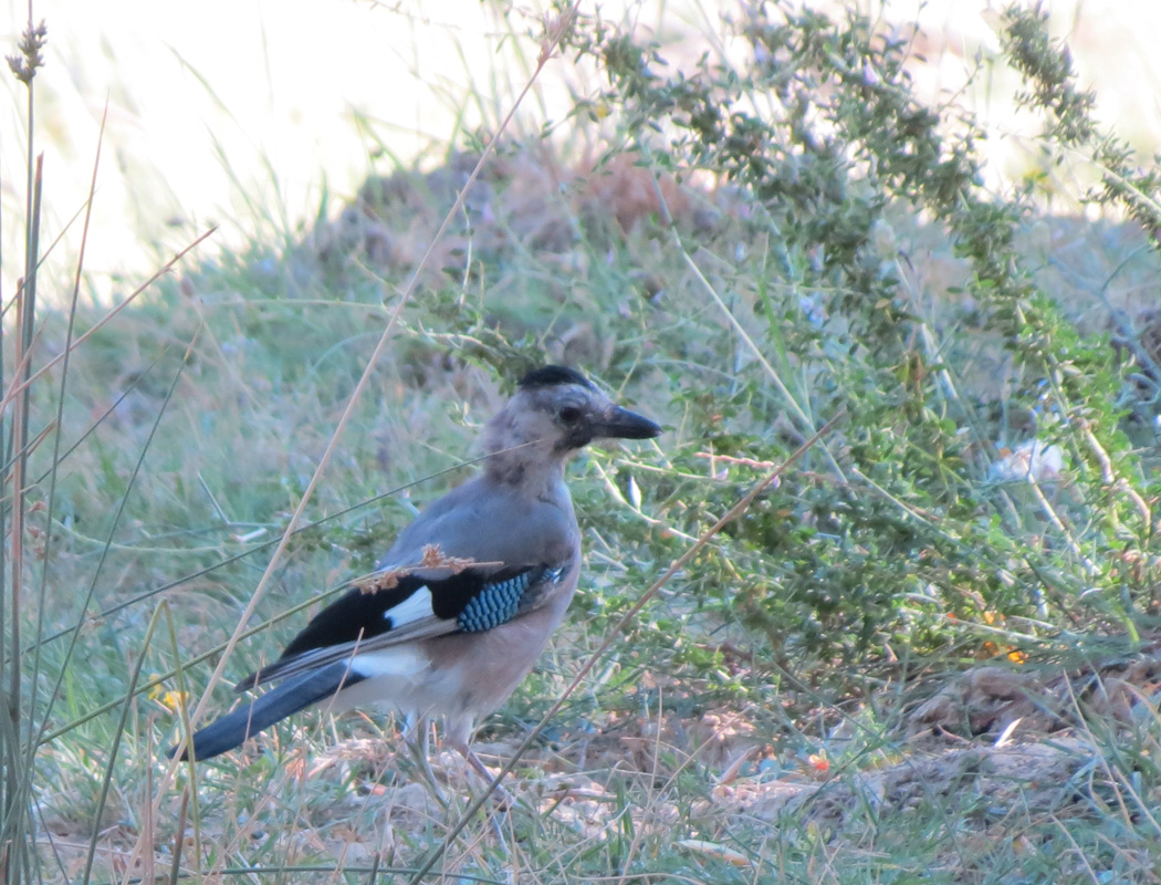 Eurasian Jay
