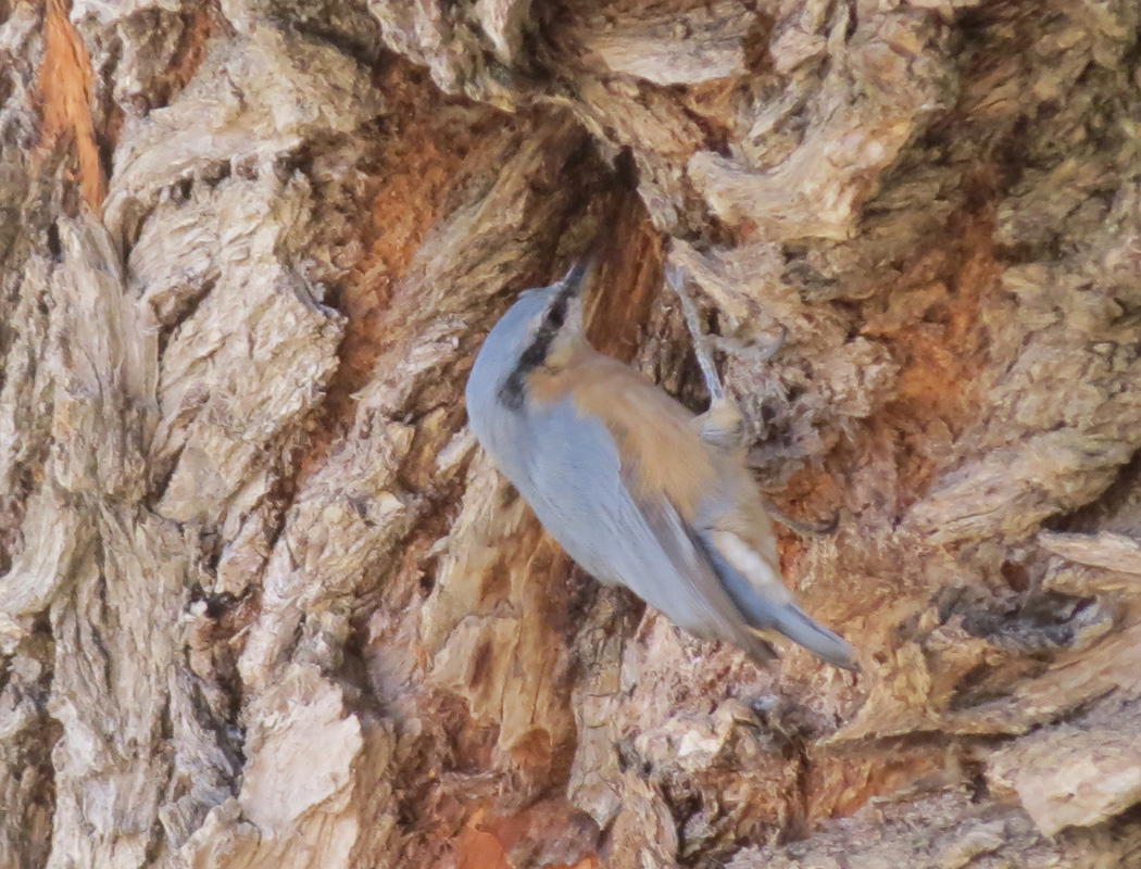 Eurasian Nuthatch