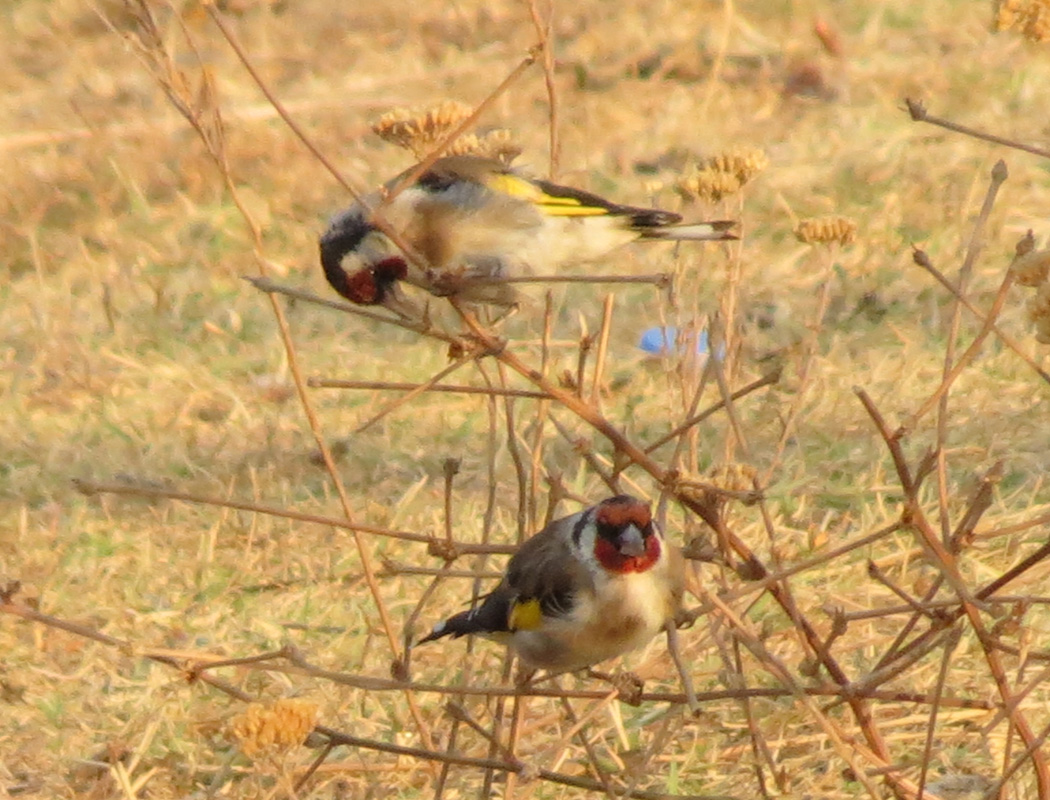 European Goldfinch