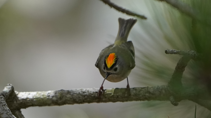 Goldcrest