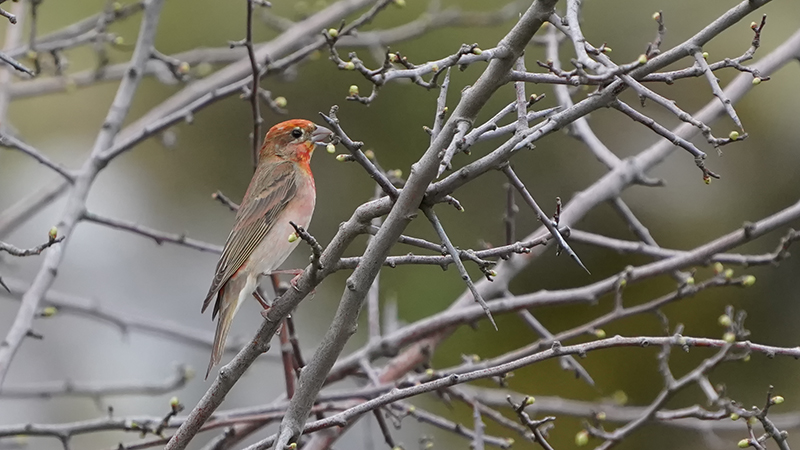 Common Rosefinch