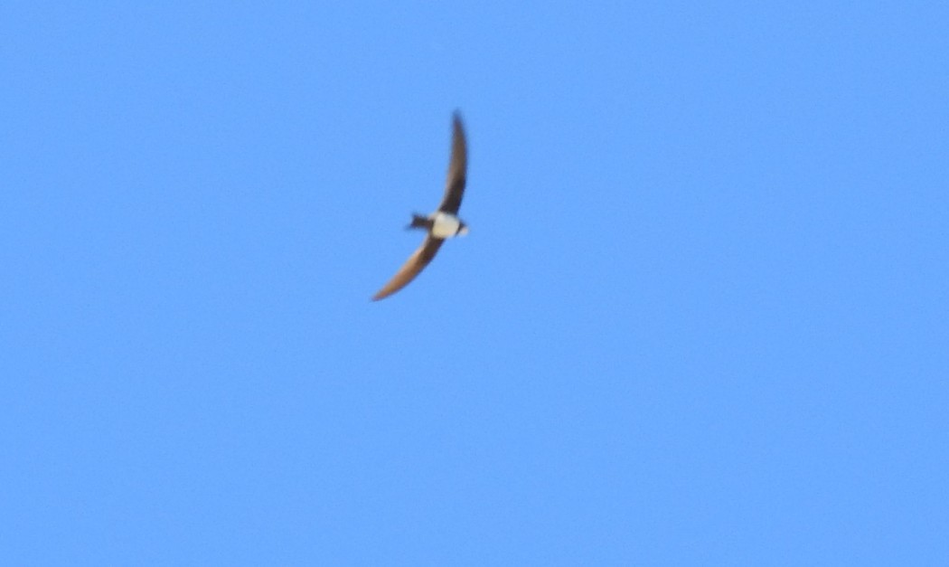 Alpine Swift