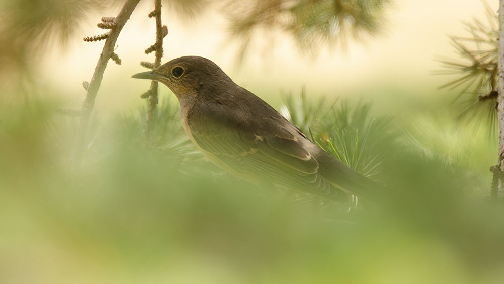 White-throated Robin