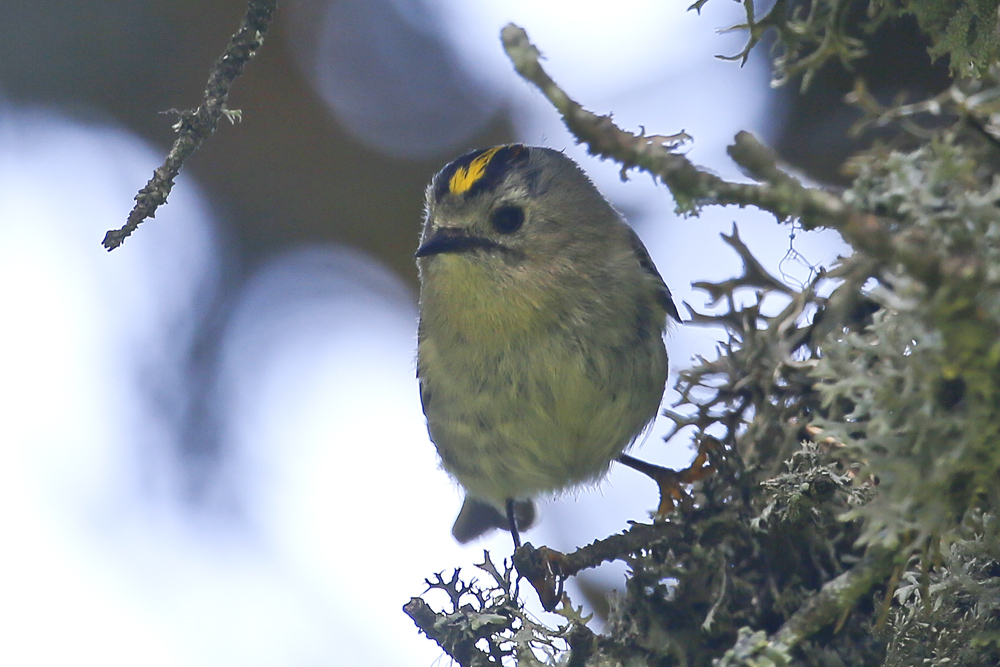 Goldcrest