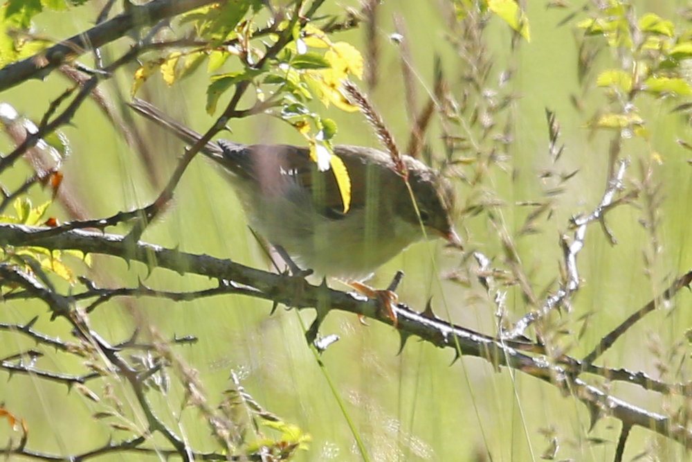 Common Whitethroat