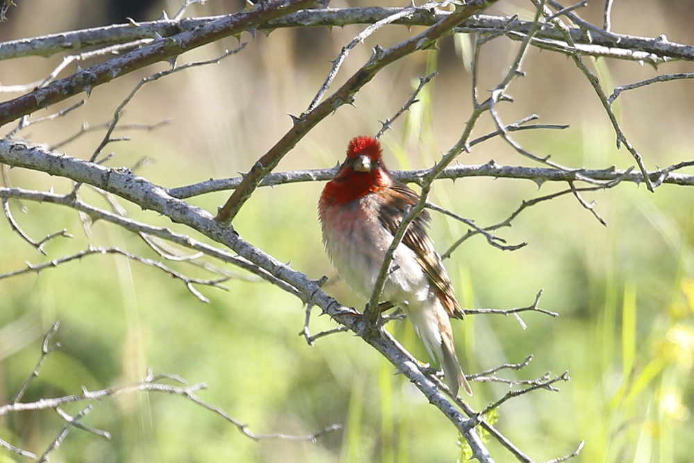 Common Rosefinch