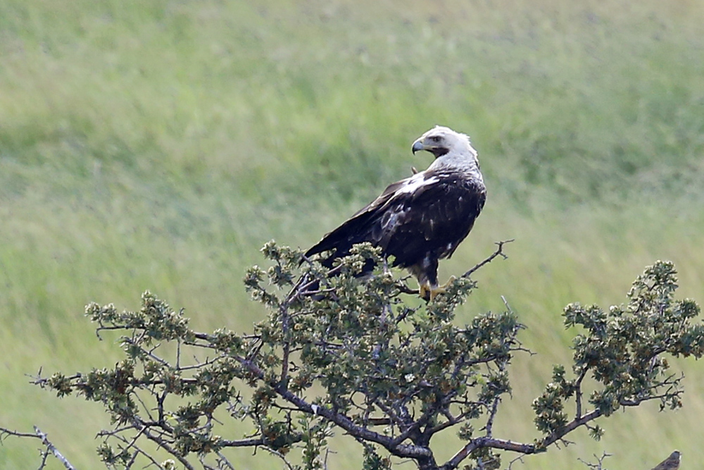 Eastern Imperial Eagle
