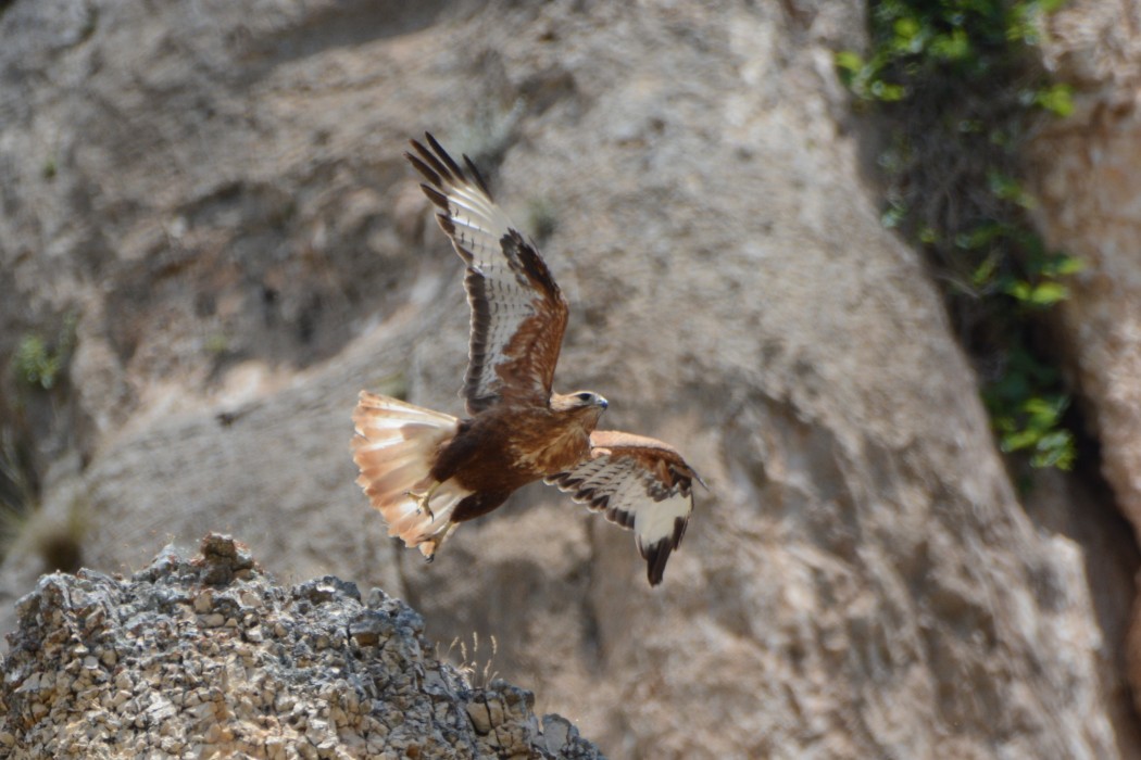 Long-legged Buzzard